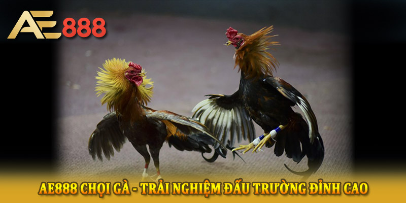Những lợi thế vượt trội của Đá gà AE888
