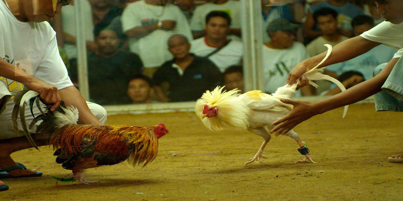 Đá gà cựa sắt đậm chất máu lửa