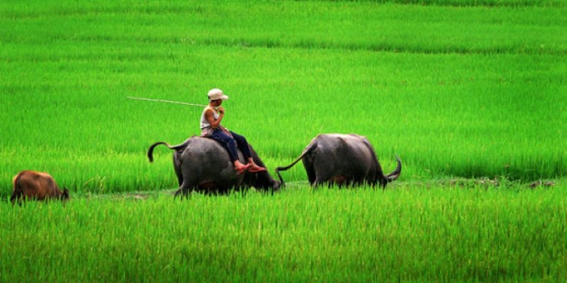 Nằm mơ thấy trâu đánh con gì thường mang lại điềm may mắn lớn
