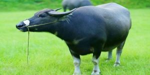 Cách chọn số dựa trên nằm mơ thấy trâu đánh con gì rất được quan tâm