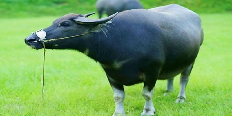 Cách chọn số dựa trên nằm mơ thấy trâu đánh con gì rất được quan tâm