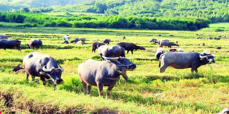 Nằm mơ thấy trâu đánh con gì được xem là dấu hiệu của sự kiên trì